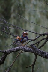chinese duck on a tree