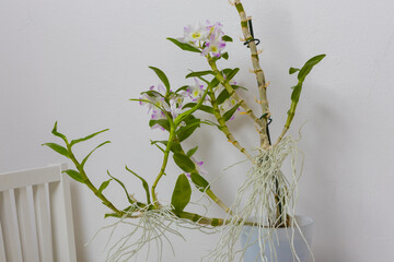Home flower in a flowerpot stands on a table in the interior