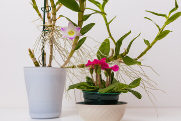 Home flower in a flowerpot stands on a table in the interior
