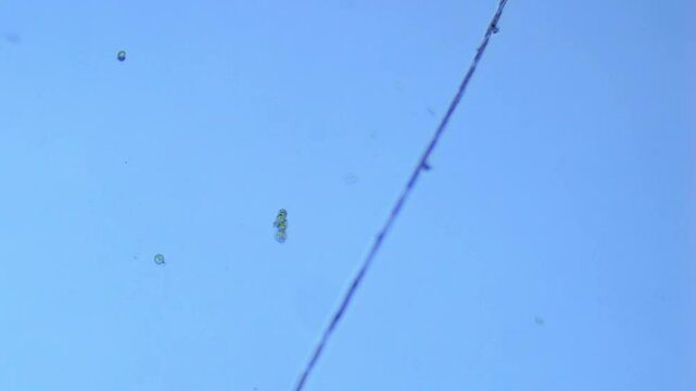 concerted gliding by Bacillaria sp. Diatoms - 100X magnification