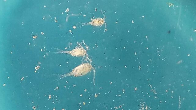3 copepods swimming in freshwater