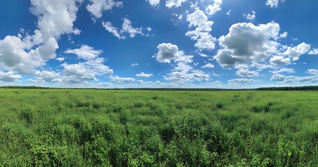 Obraz premium Sunny Day in the Green Field A Beautiful Landscape with Lush Green Grass, Fluffy White Clouds, and Bright Sun Under a Blue Sky