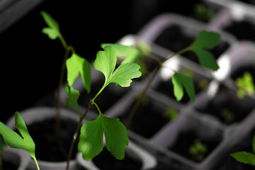 Growth of Ginkgo biloba plant