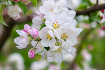 apple tree blossom, white delicate apple flowers and pink buds on a tree branch in the garden
