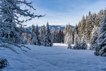 Winter Wonderland in the Bavarian Allgau Alps with Snow-Covered Trees and Scenic View near Sonthofen