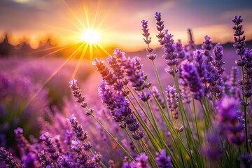Obraz premium Sunlit Lavender Field Purple Background, Spring Photography, Low Light Flare