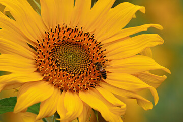 blooming yellow sunflower closeup of flower with bee full of pollen