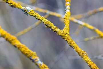 Lichen-covered branches of an old tree in the forest on a blurred background