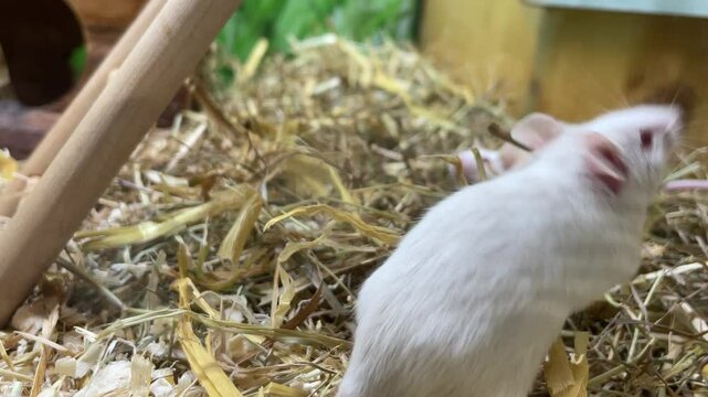 Farbm&auml;use in einem Terrarium.