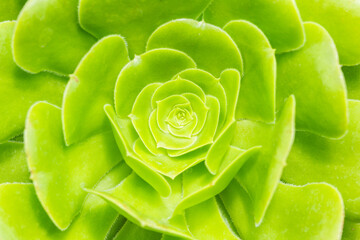 Heart of green succulent plant. Close up texture of houseleek plant. Botanical.