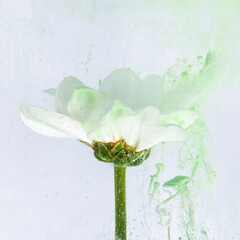White flower underwater on white background. Green ink flowing around the flower. Artistic still life photography.