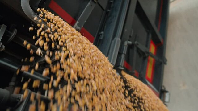 Close-up view in slow motion of raw golden-yellow corn kernels being unloaded from a truck in a large-scale industrial food production facility 