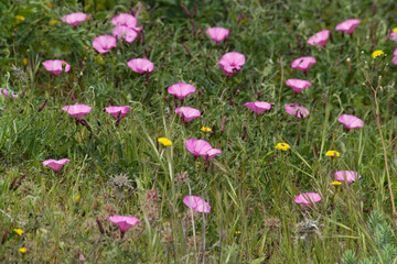 Bindweed Ground Morning Glory, Mallow Bindweed or Mallow-leaved Bindweed, Convolvulus althaeoides, Convolvulaceae.(Convolvulus althaeoides) Stintino. Sardinia. Italy