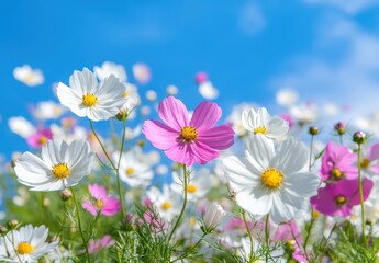 Obraz premium Colorful Cosmos Flowers Blooming Under Bright Blue Sky