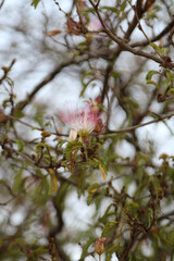 Arvores de flores Rosas