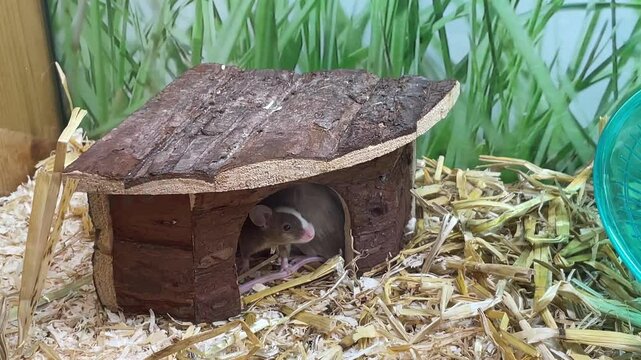 Farbm&auml;use in einem Terrarium.
