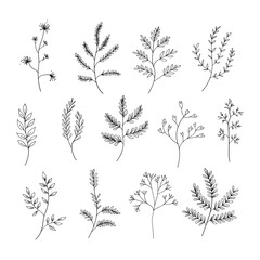 A refined collection of hand-drawn botanical elements, including leaves and small branches. Ideal for branding, packaging, wedding invitations, and elegant compositions.