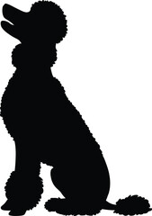 Poodle dog Silhouette