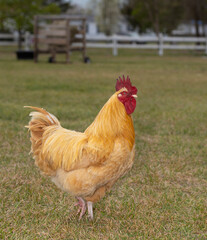 Bright gold free ranging chicken rooster