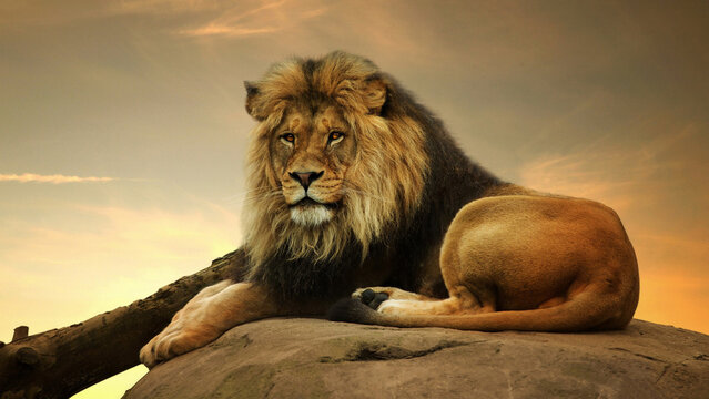 Close-up portrait of a lion lying on a rock - Powered by Adobe