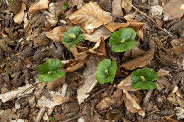 Small beeches sprouted in the spring from seeds in forest