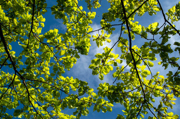 Branches with fresh spring oak leaves in the sky