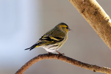 Siskin