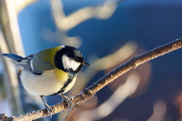 Great tit
