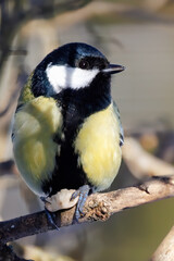 Great tit with his nut
