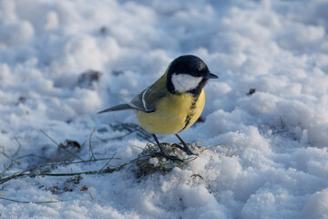 Female Great tit in the snow