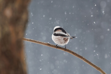 Long tailed tit