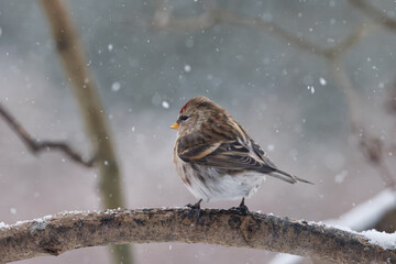 Common Redpoll male
