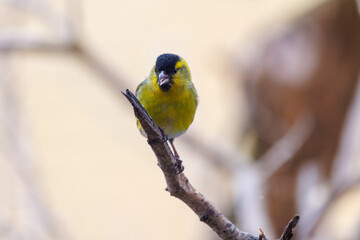 Siskin