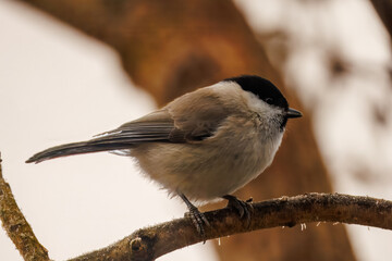 Marsh tit on a frosty stick