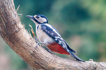 Great spotted woodpecker