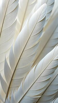 A close up of a white feather with a black tip. The feather is very thin and has a black tip