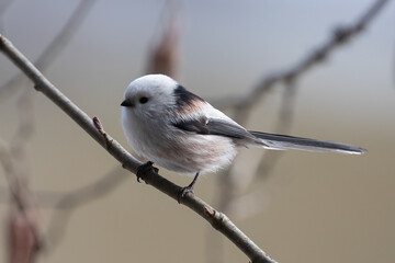 Long-tailed tit