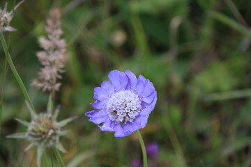 A purple-blue flower with a white center grows among green grass and wild plants. The photo conveys the beauty of nature and the feeling of summer.