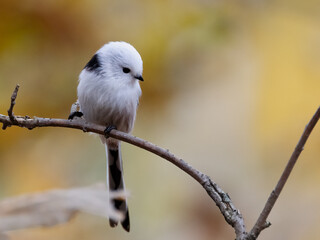 Long-tailed tit