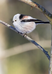 Long-tailed tit