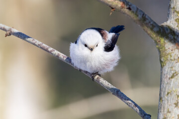 Long-tailed tit