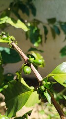 gr&atilde;o de caf&eacute; verde - coffee bean