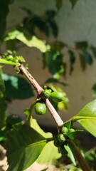 gr&atilde;o de caf&eacute; verde - coffee bean