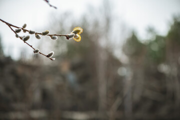 The thin branches of willows, decorated with fluffy flowering buds, celebrate the arrival of spring, symbolizing the renewal and beauty of new principles.
