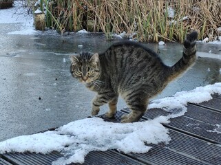 Katze im Schnee