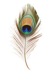 Obraz premium Isolated Brown Peacock Feather