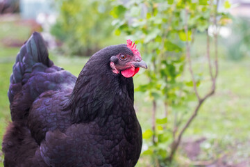 close-up of a black hen in the garden near currant bushes