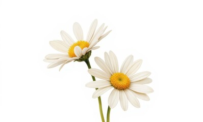 Two elegant white daisies in bloom