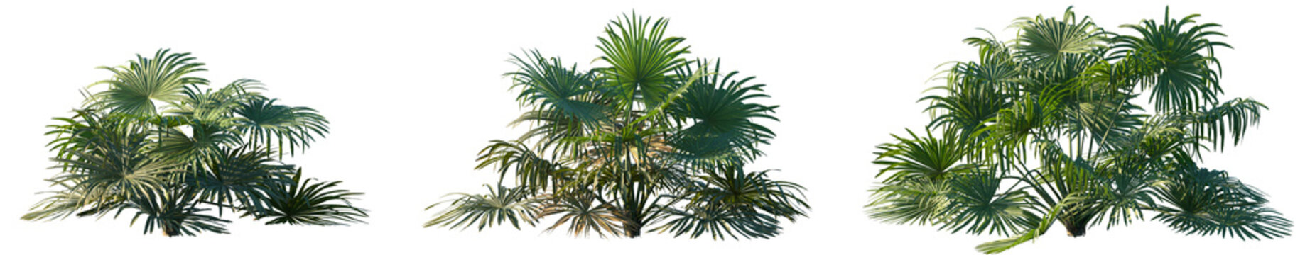 Set of Brahea moorei (hesper palms) frontal small palms isolated png on a transparent background perfectly cutout