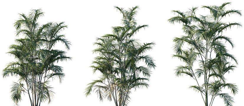 Set of Chamaedorea radicalis frontal isolated small palms png on a transparent background perfectly cutout